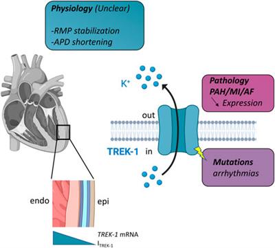TREK-1 in the heart: Potential physiological and pathophysiological roles